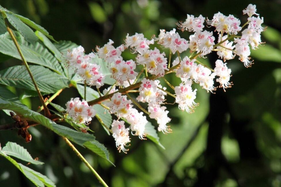 Des fleurs de châtaignier pour lutter contre les varices à la maison