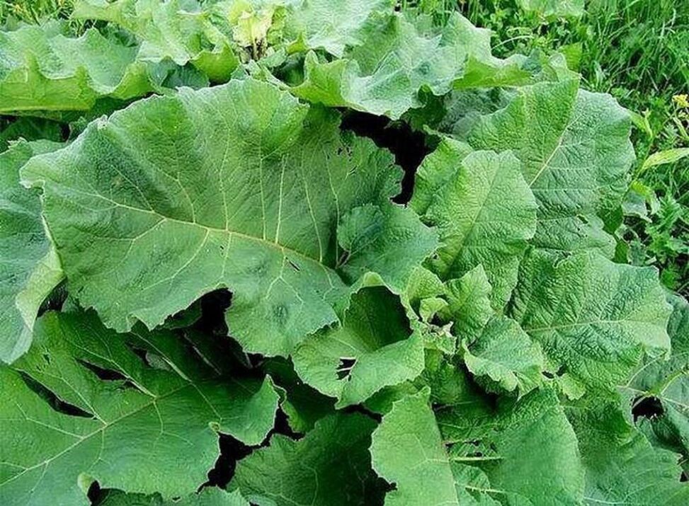 Feuilles de bardane - un remède populaire pour le traitement des varices